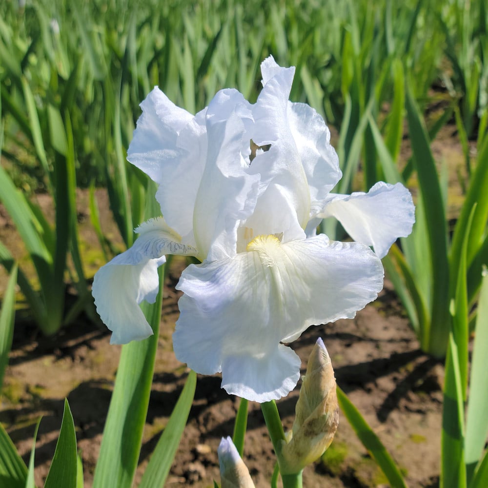 IRIS