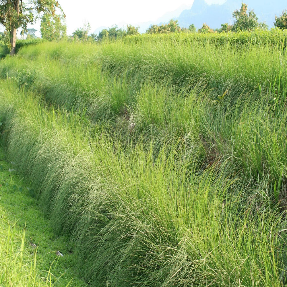 VETIVER