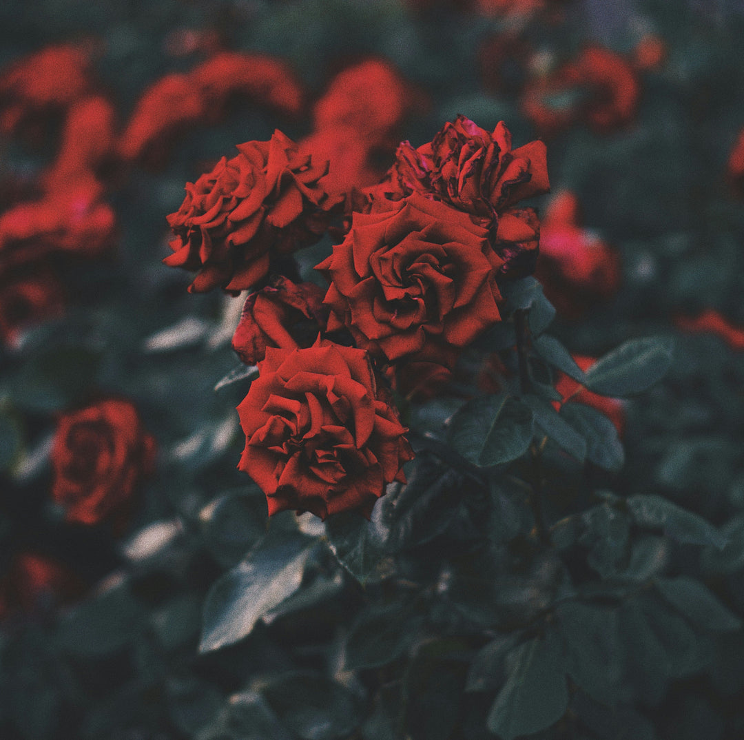 ROSEN ABSOLUE