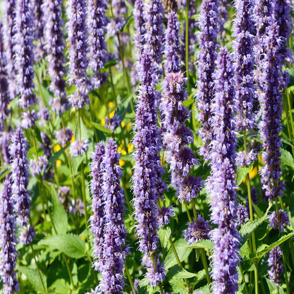 PATCHOULI